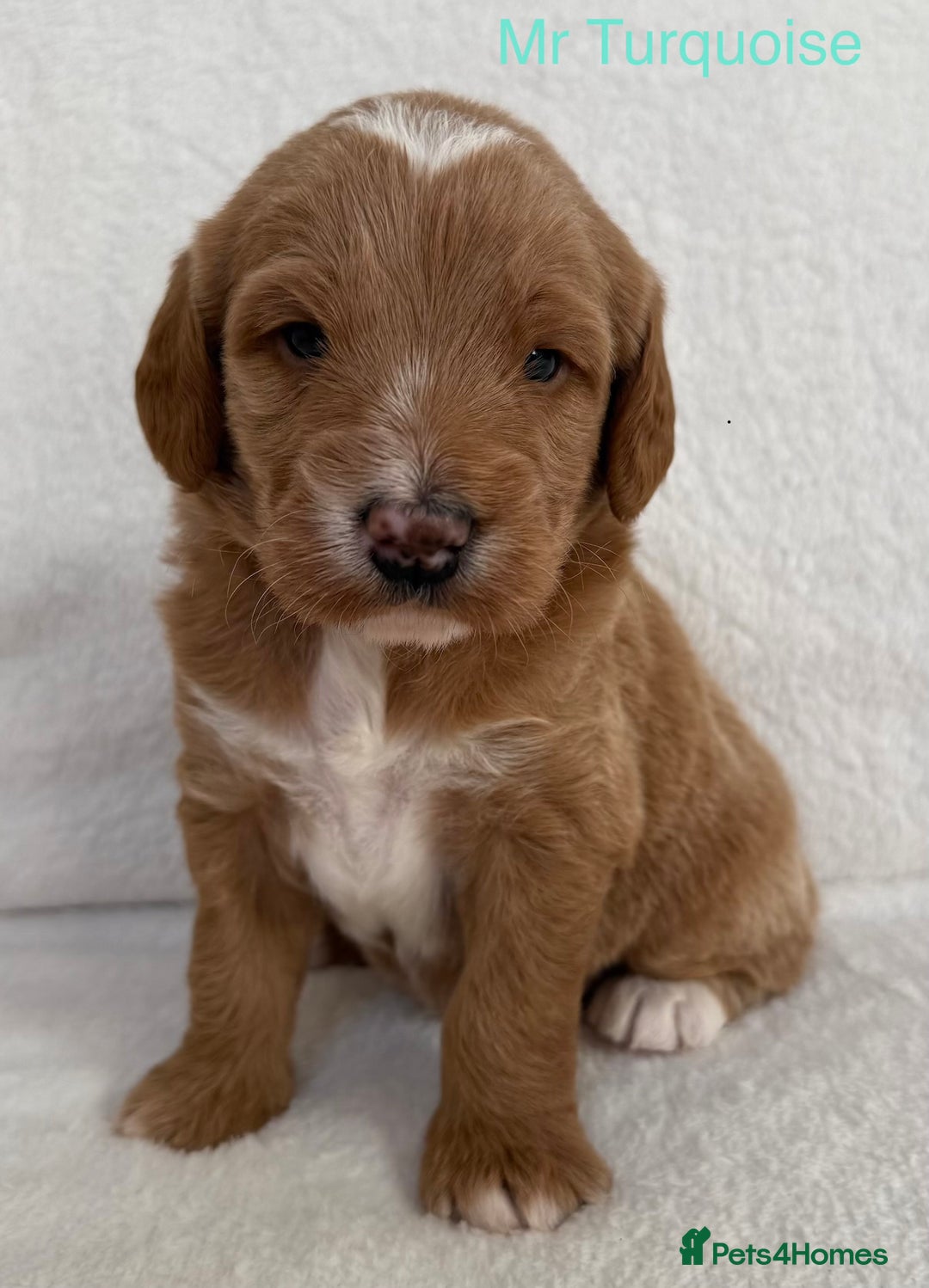 Australian Labradoodle dogs for sale: Australian Labradoodle Pups  - Image 10