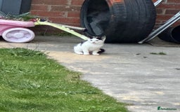 Domestic Shorthair cats for sale: Female kittens - Image 2