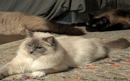 Ragdoll cats for sale: Ragdoll - home reared kittens - Image 4