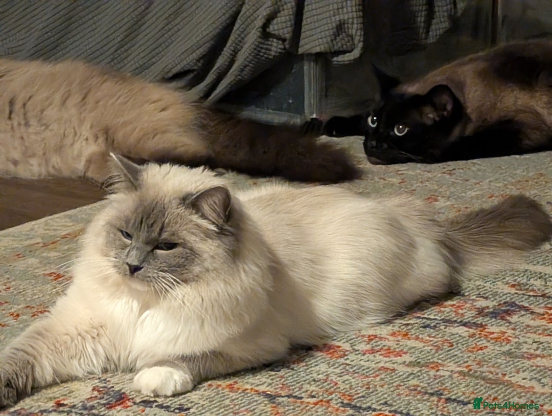 Ragdoll cats for sale: Ragdoll - home reared kittens - Image 4