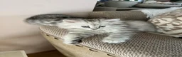 British Longhair cats for sale: British longhair cross kittens  - Advert 12