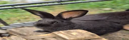 Continental Giant rabbits for sale: Stunning pure continental giants  - Advert 3