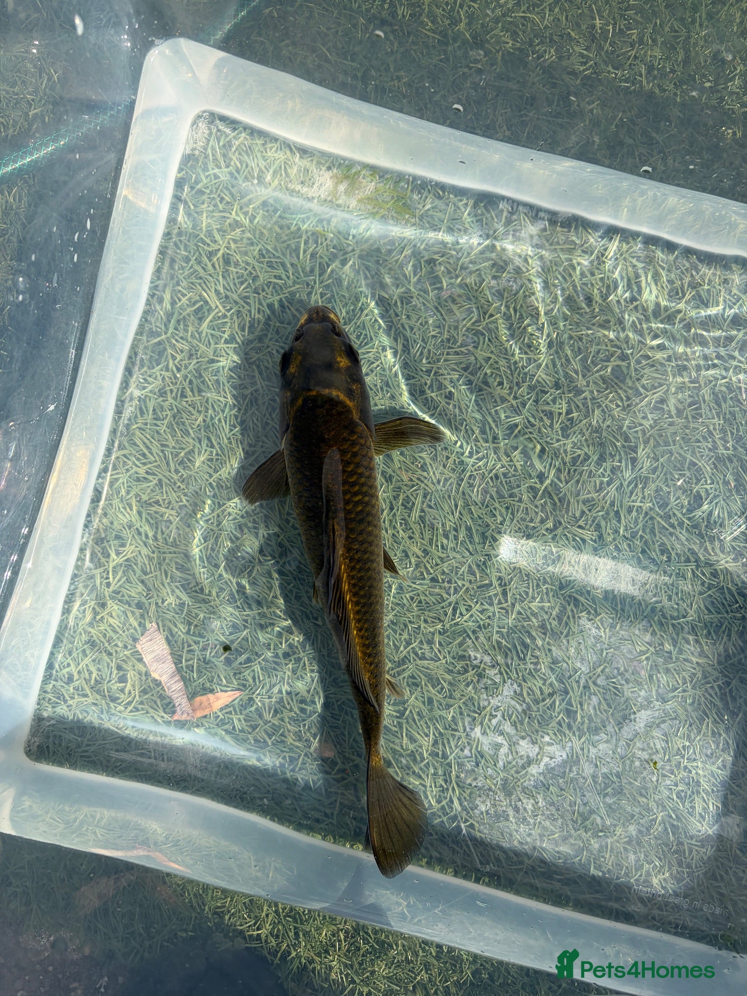 Koi Carp fish 25cm(10inch) ghost koi - Advert 17