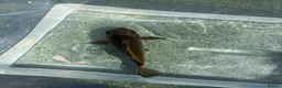 Koi Carp fish for sale: 25cm(10inch) ghost koi in Leicester - Advert 1