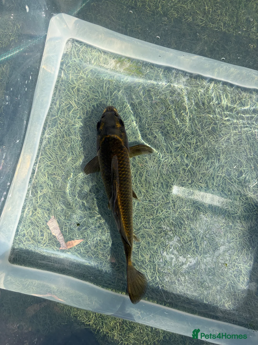 Koi Carp fish for sale: 25cm(10inch) ghost koi in Leicester - Advert 1