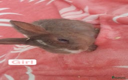 Mixed Breed rabbits for sale: Updated in 7 November bunnies - Advert 12