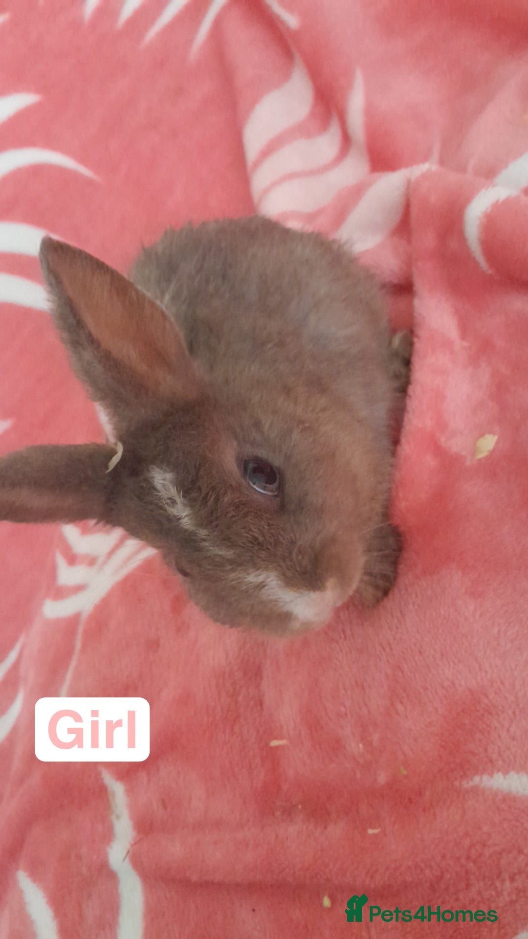 Mixed Breed rabbits for sale: Updated in 7 November bunnies - Advert 12