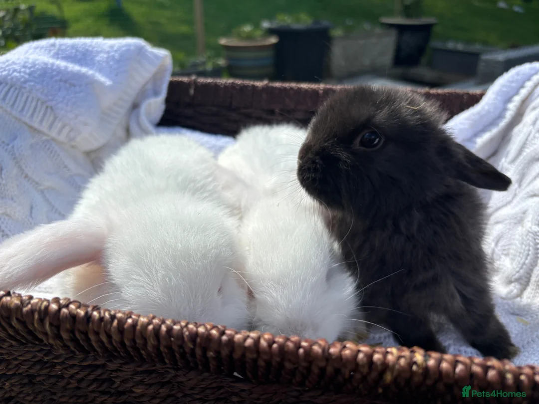 Mini Lop rabbits for sale: Last three bucks available  - Advert 2