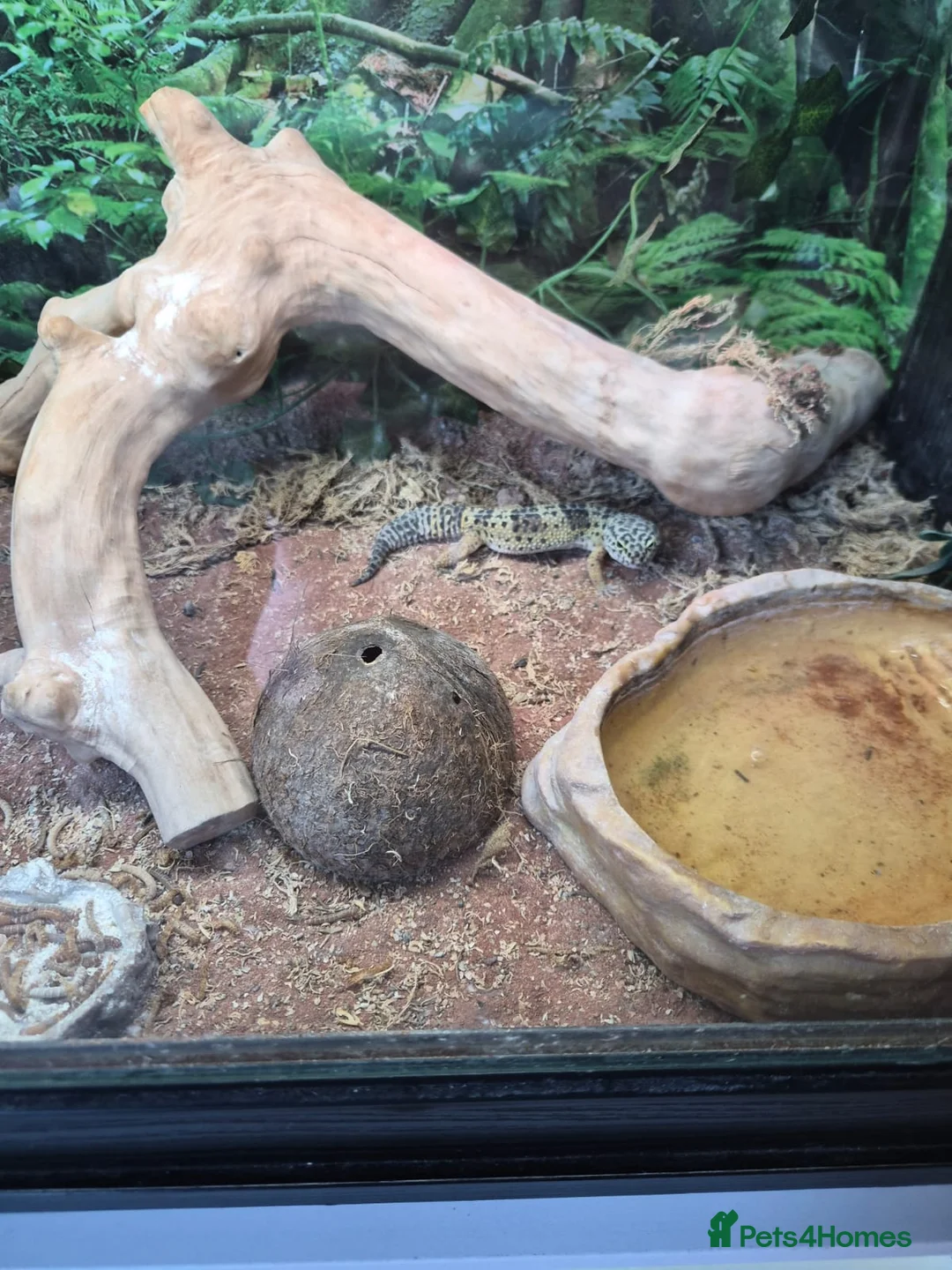 Gecko reptiles for sale: Gekos in Dudley - Advert 1