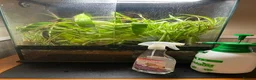 Gecko reptiles for sale: Crested Gecko and BIOACTIVE Exoterra Terrarium - Advert 12