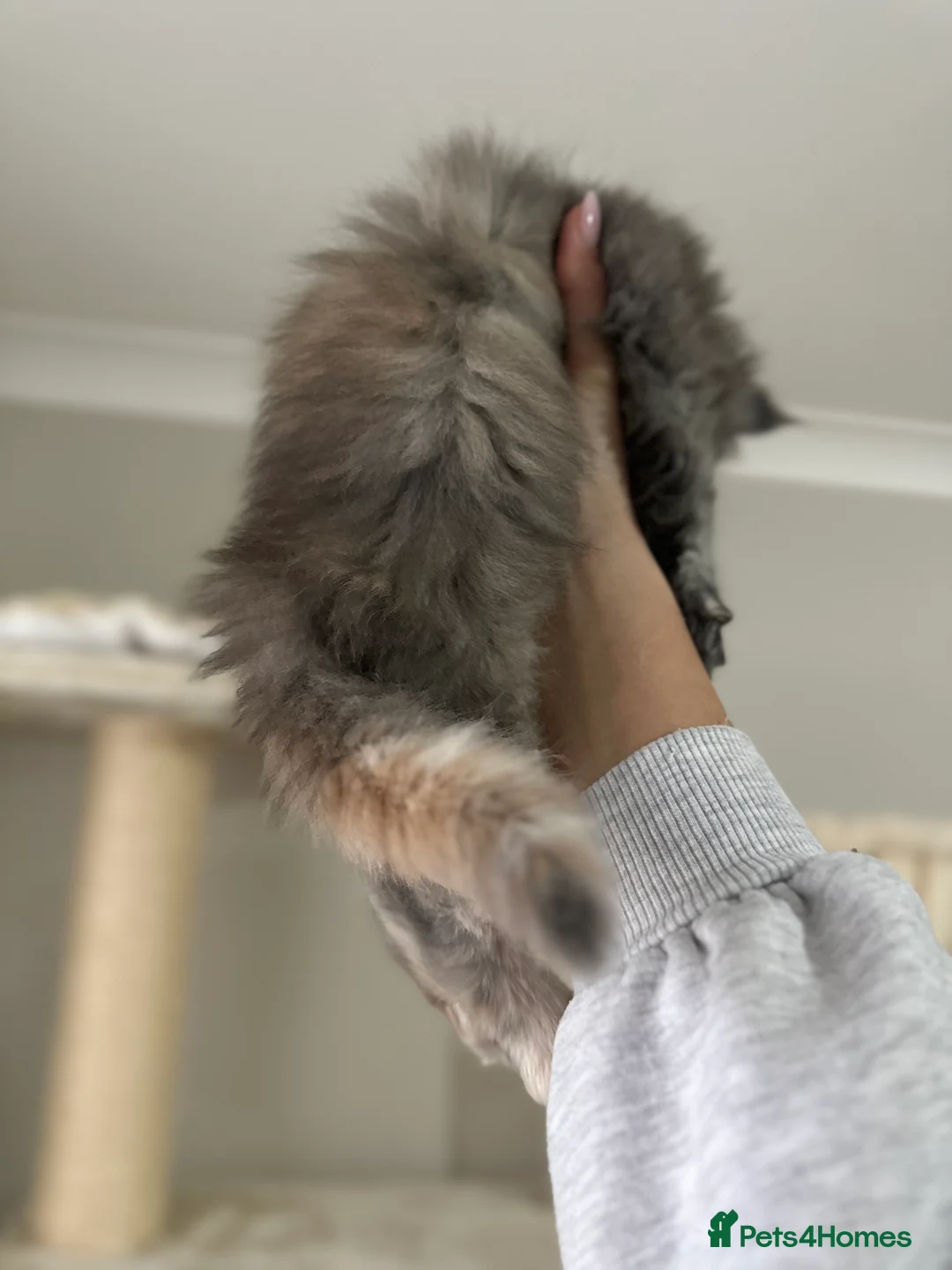 Maine Coon cats for sale: Stunning TICA Registered Maine Coon Kittens - Advert 22