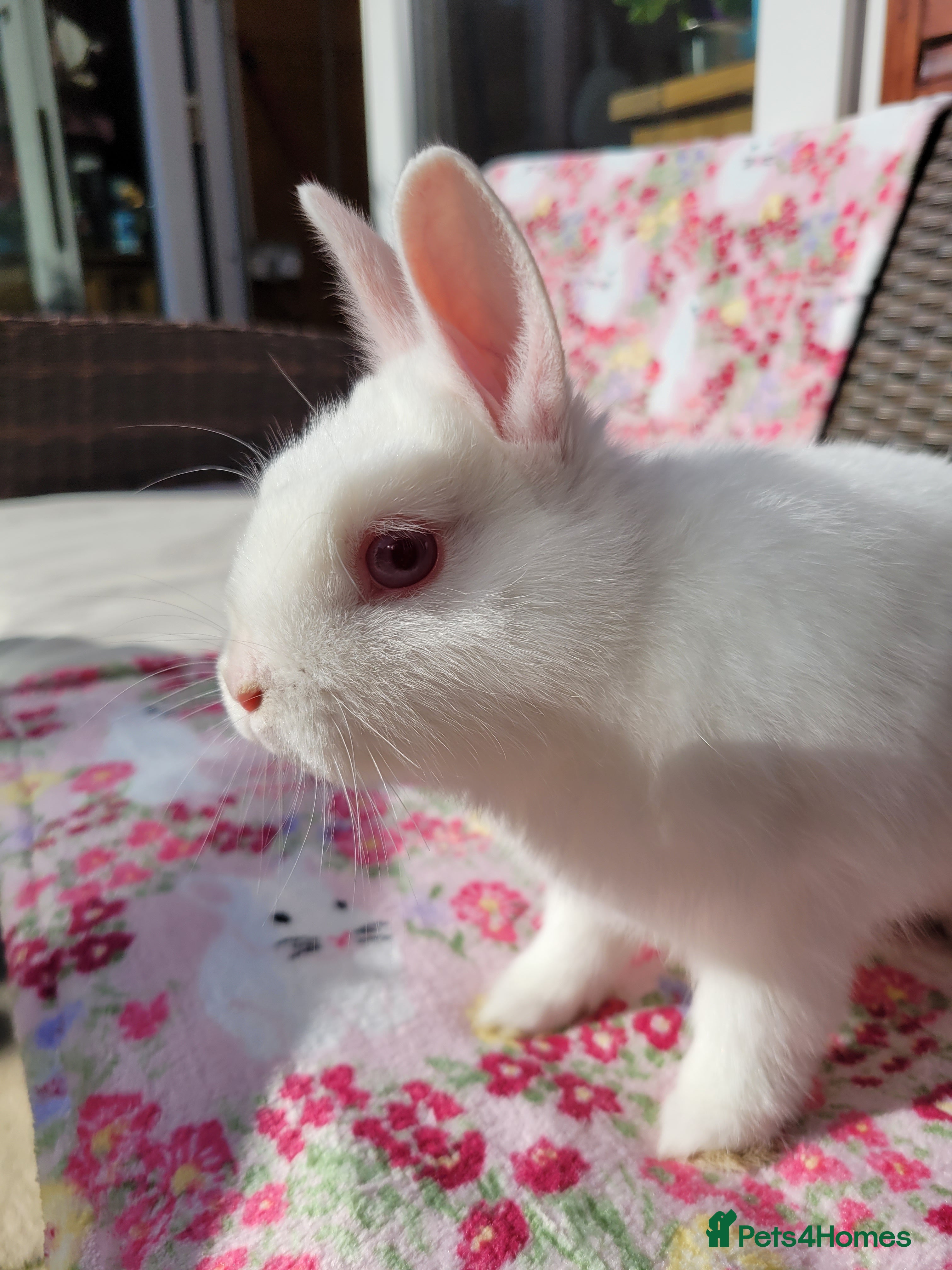 Netherland Dwarf rabbits NETHERLAND DWARF NOW REDUCED TO!!£40!! - Advert 19
