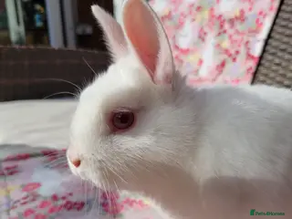 Netherland Dwarf rabbits NETHERLAND DWARF NOW REDUCED TO!!£40!! - Advert 19