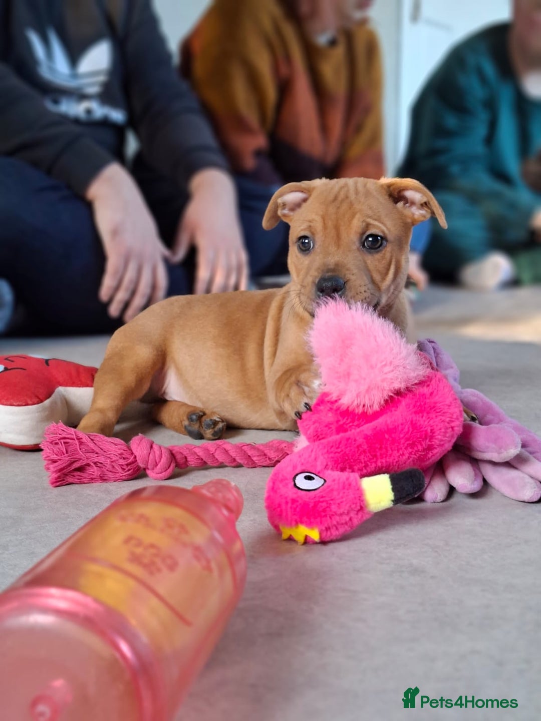 Staffordshire Bull Terrier dogs for sale: COI 3.6% Red staffordshire bull terrier's - Advert 9