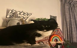 British Shorthair cats for sale: Darcie the tuxedo cat.  - Image 12