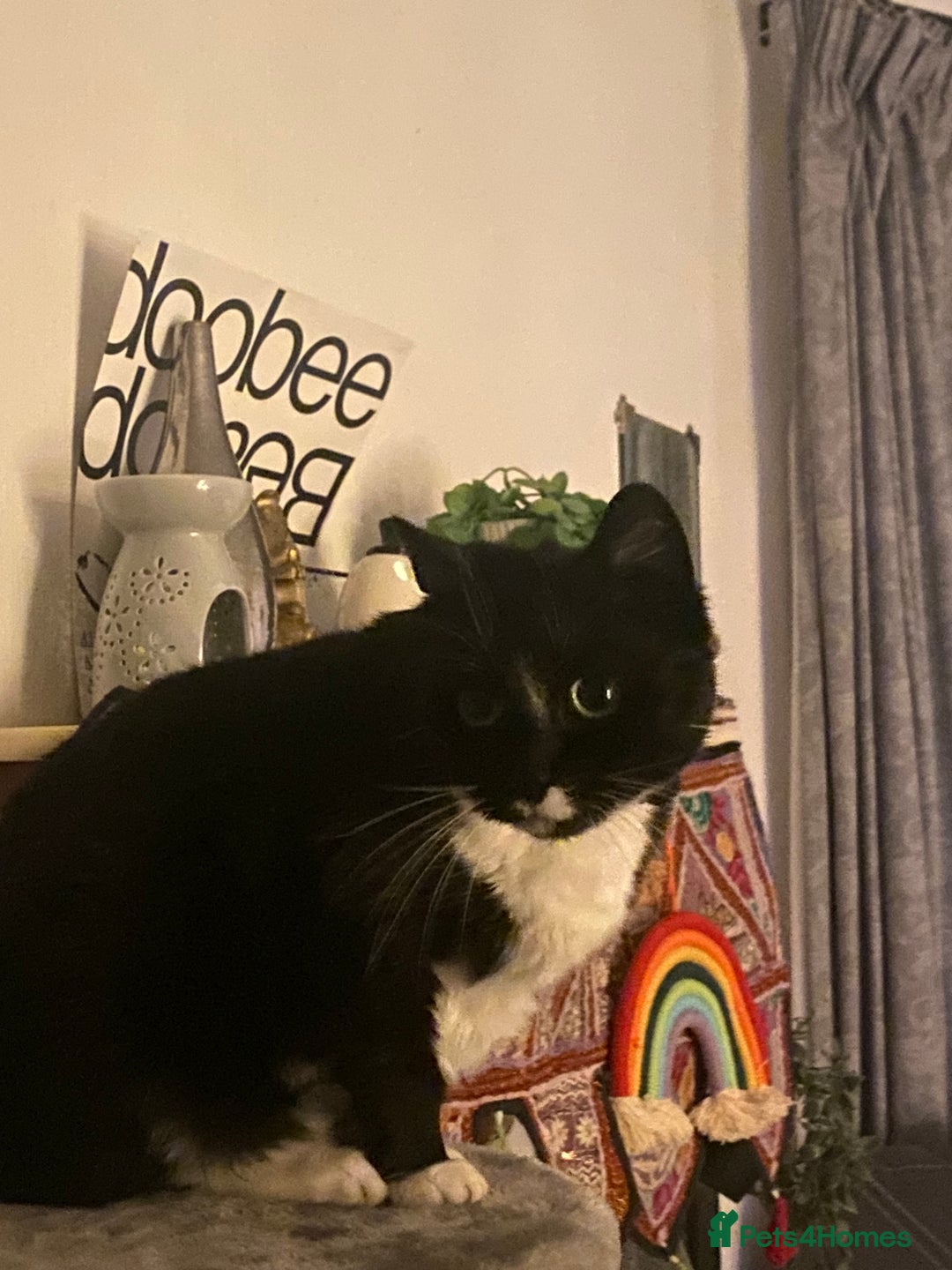 British Shorthair cats for sale: Darcie the tuxedo cat.  - Image 12