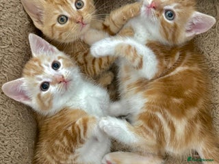 Mixed Breed cats GORGEOUS KITTENS - Advert 10
