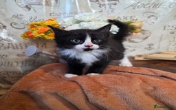 Mixed Breed cats for sale: Stunning medium hair kittens - Advert 3