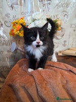 Mixed Breed cats Stunning medium hair kittens - Advert 4