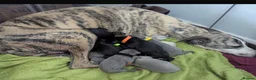 Whippet dogs for stud: KC Registered Blue Whippet Proven Stud Dog - Advert 6