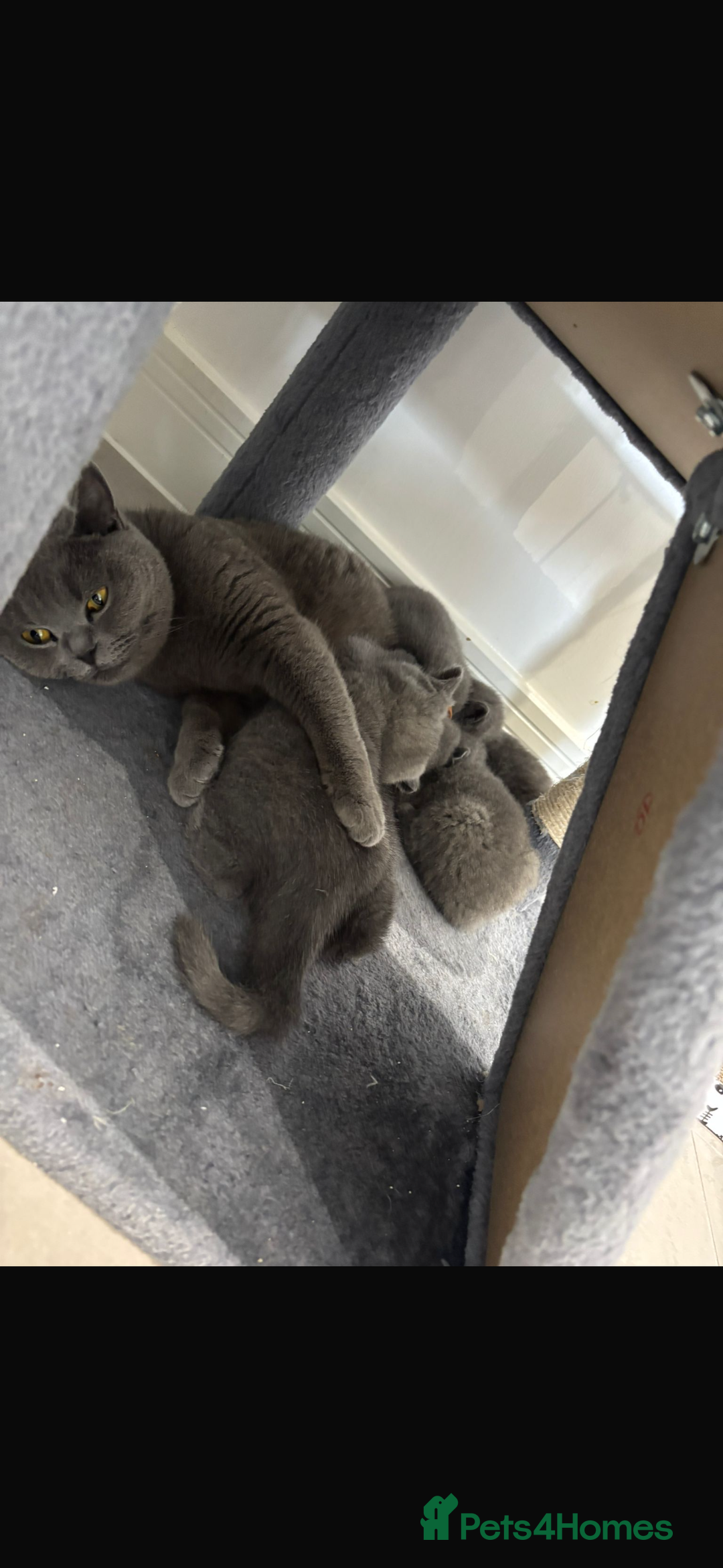 British Shorthair cats for sale: British short hair kittens  - Image 14
