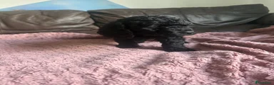 Cockapoo 4