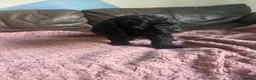 Cockapoo dogs for sale: Cockapoo puppies 🐶  in Swadlincote - Advert 10