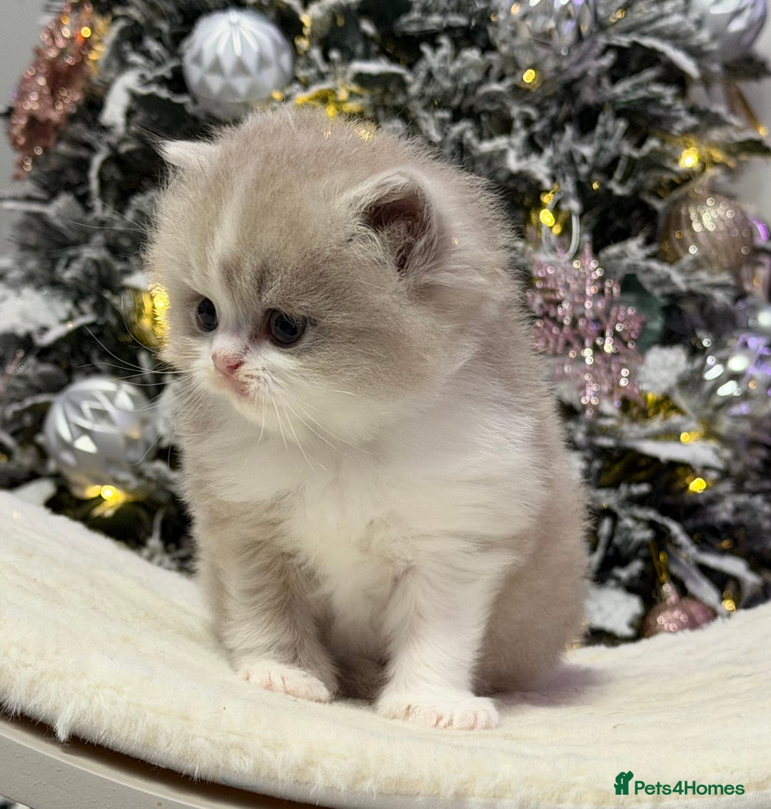 British Shorthair cats for sale: Gorgeous Quality British Kittens - Advert 8