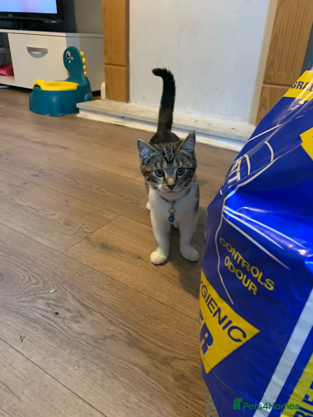 Mixed Breed cats for sale: Mosslog! 7 months - Advert 7