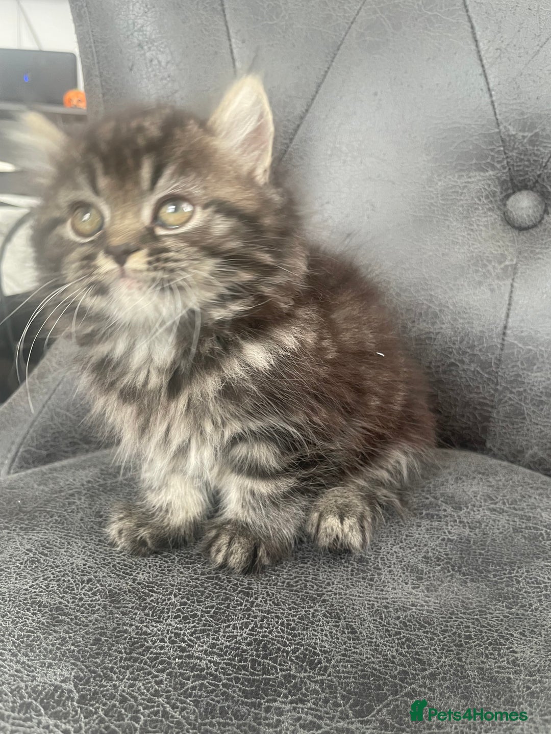 Mixed Breed cats for sale: Cute kittens for sale  - Image 6