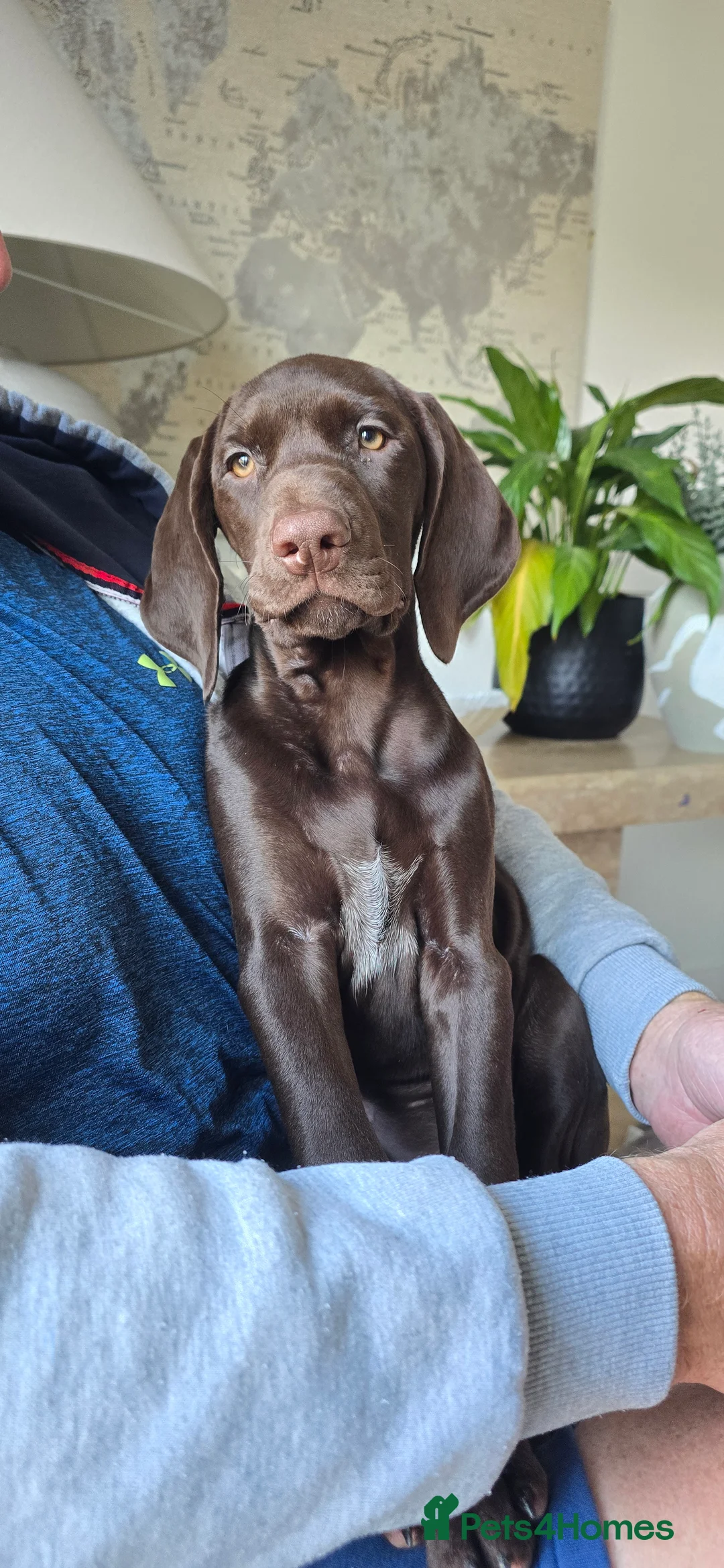 German Shorthaired Pointer dogs for sale: Rehoming our female GSP puppy, Cleo – 7 months old - Advert 1