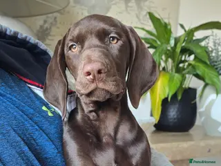German Shorthaired Pointer dogs Rehoming our female GSP puppy, Cleo – 7 months old - Advert 1