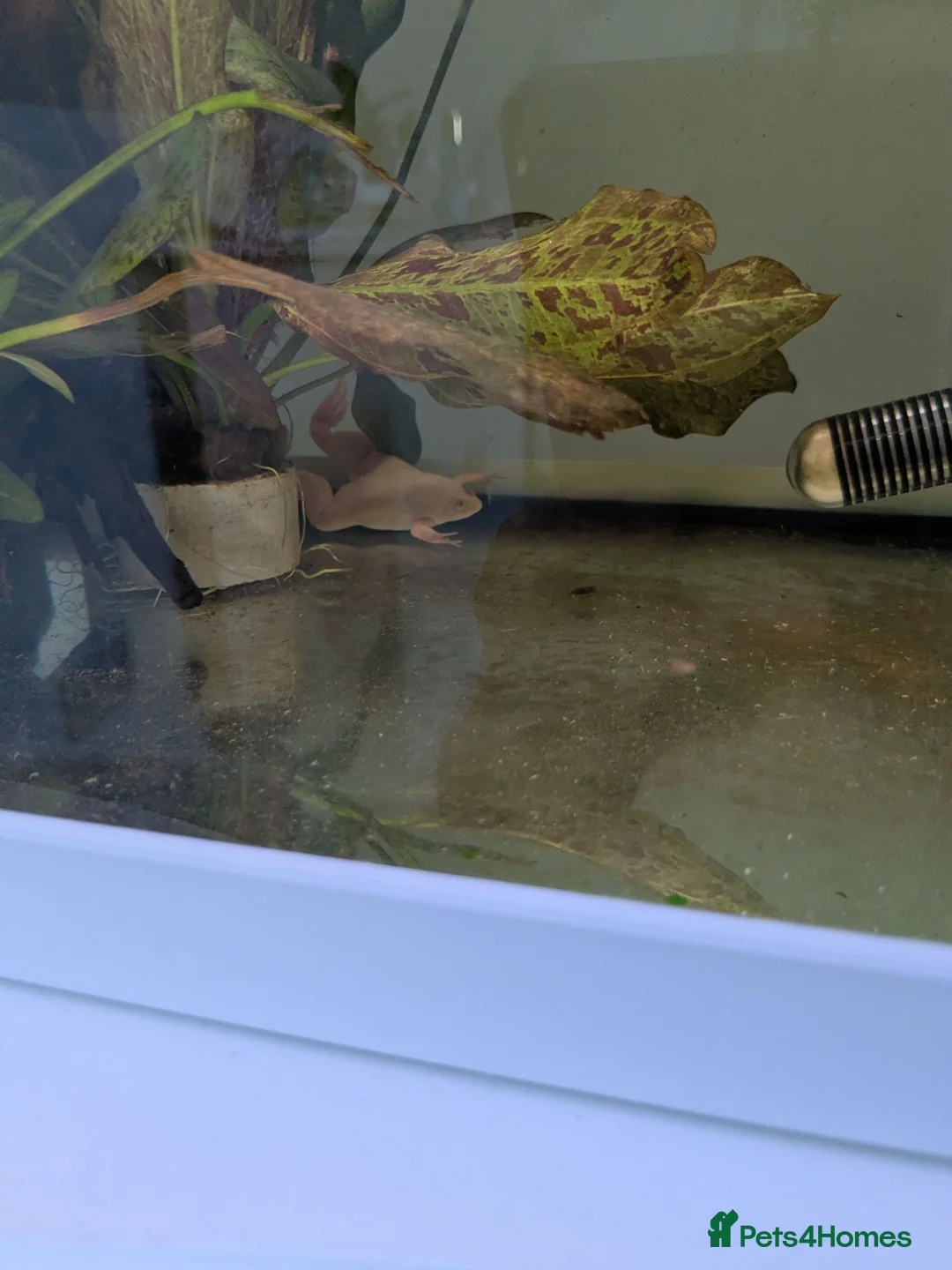 Frog reptiles for sale: African clawed frogs - Advert 3