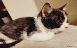 Domestic Shorthair cats for sale: Two female kittens looking for their forever homes - Image 10