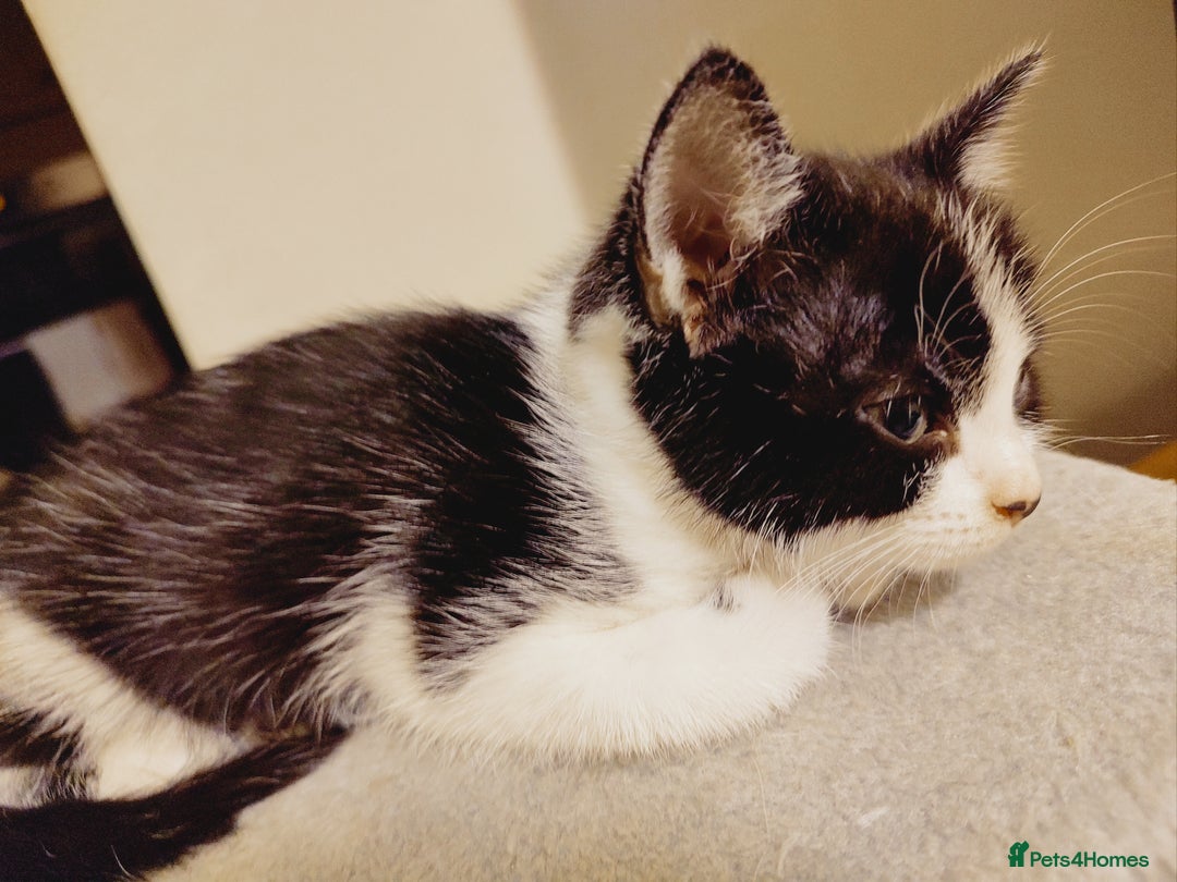 Domestic Shorthair cats for sale: Two female kittens looking for their forever homes - Image 10