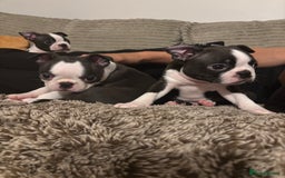 Boston Terrier dogs for sale: KC  Registered 🐕❤️🏠 Puupy 🐕💙🏠Boston Terrier  - Image 9