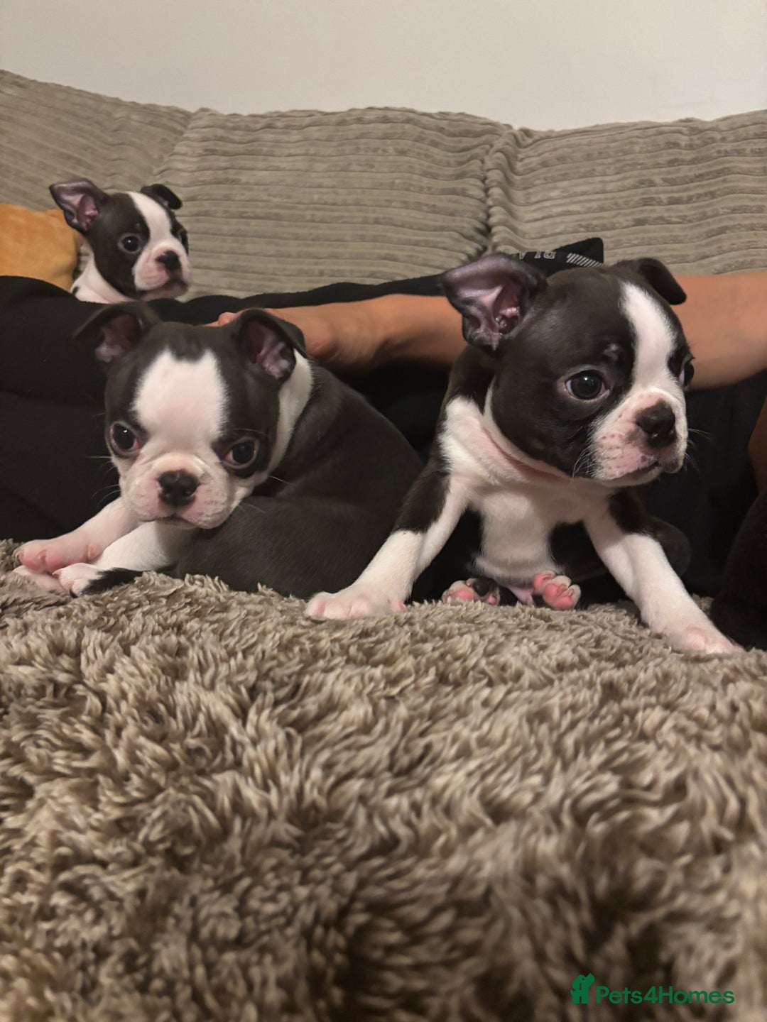 Boston Terrier dogs for sale: KC  Registered 🐕❤️🏠 Puupy 🐕💙🏠Boston Terrier  - Image 9