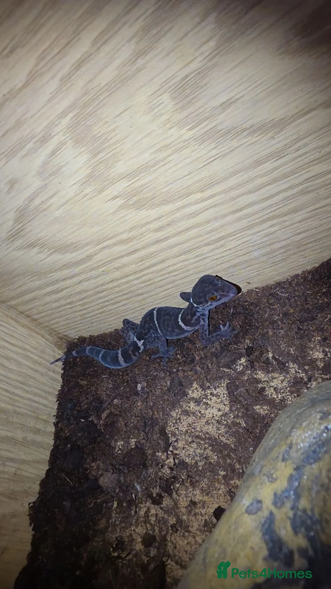 Gecko reptiles for sale: Female Cave Gecko (Goniurosaurus hainanensis) - Advert 2