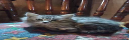 Maine Coon cats for sale: Maine Coon female kitten, mother TICA registered. - Advert 6