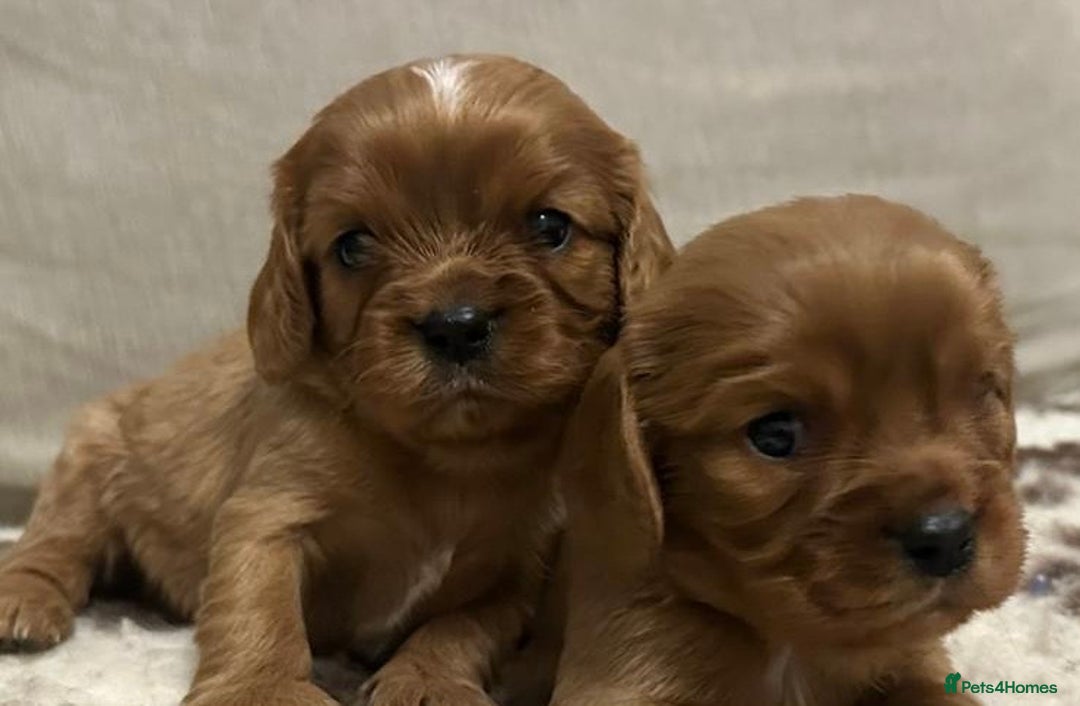 Cavalier King Charles Spaniel dogs for sale: K C registered Ruby Cavaliers - health tested  - Advert 2
