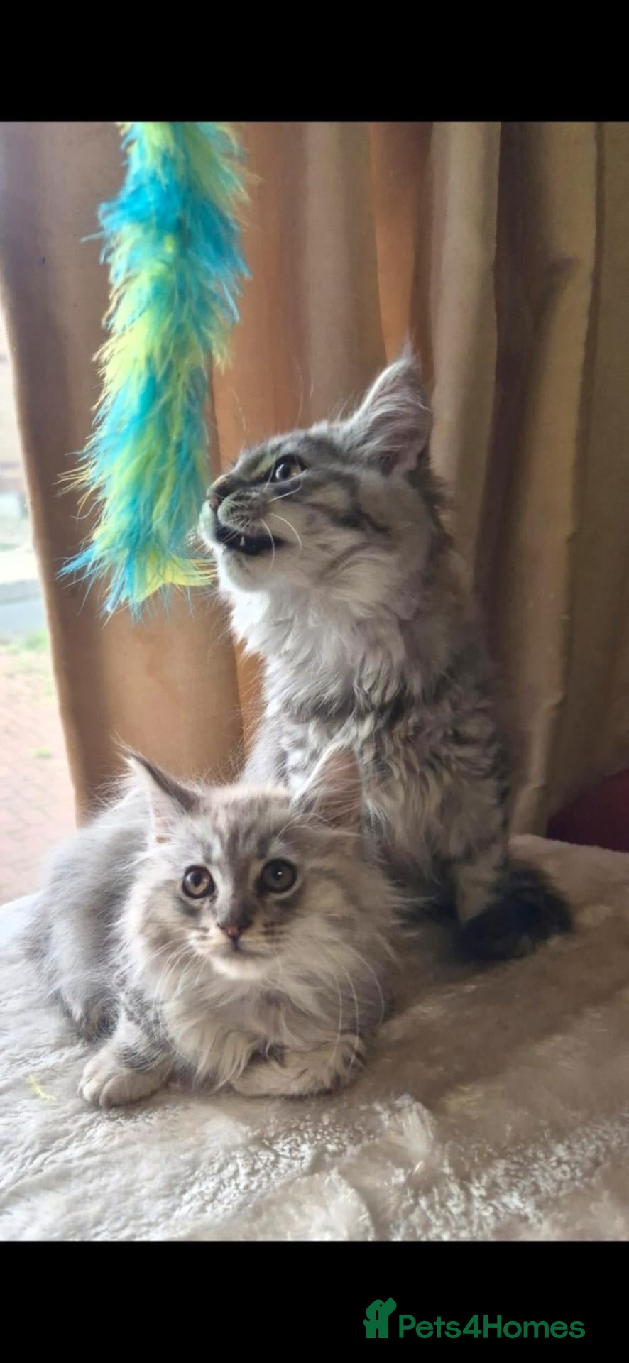 Maine Coon cats Maine coon kittens - Advert 4