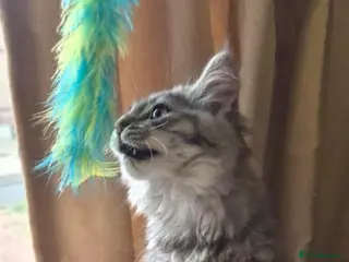Maine Coon cats Maine coon kittens - Advert 4