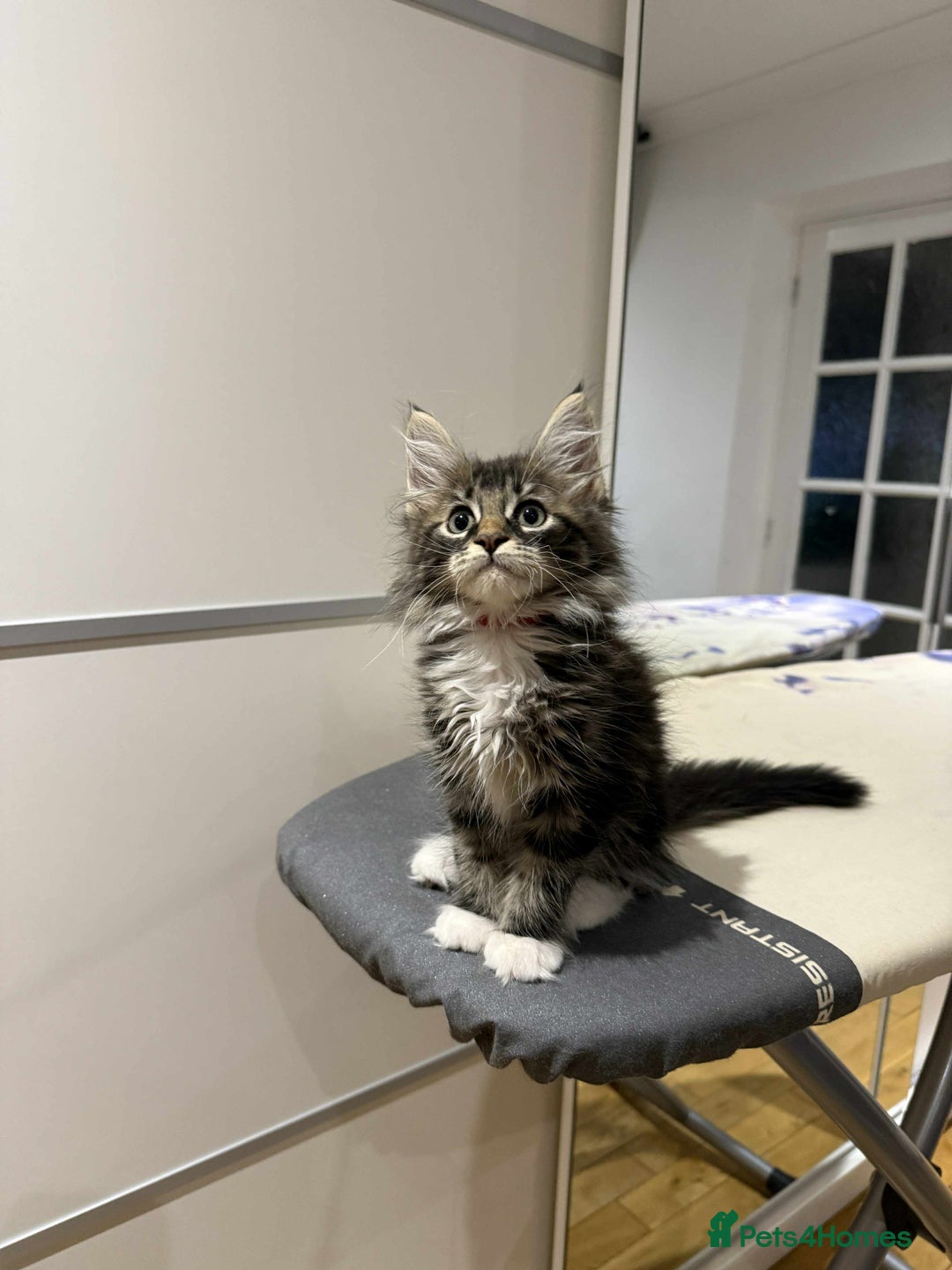 Maine Coon cats for sale: XL pure Maine coon kittens 💖 in Wellingborough - Image 15