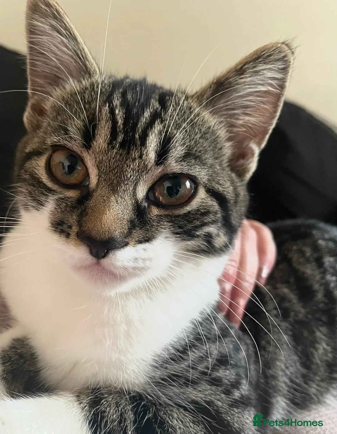 Siberian cats for sale: Siberian Sisters Skye & Luna - Advert 2