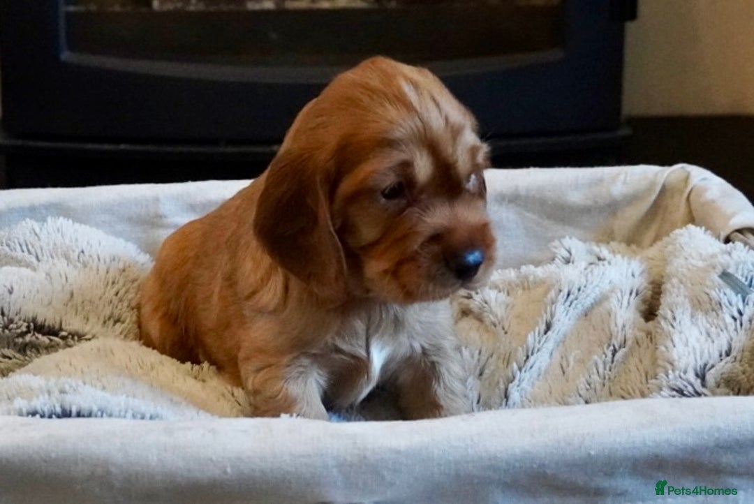 Cocker Spaniel dogs for sale: Exceptional KC Reg Working Cocker Spaniel Puppies - Image 3