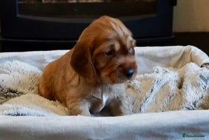 Cocker Spaniel dogs - Advert 1