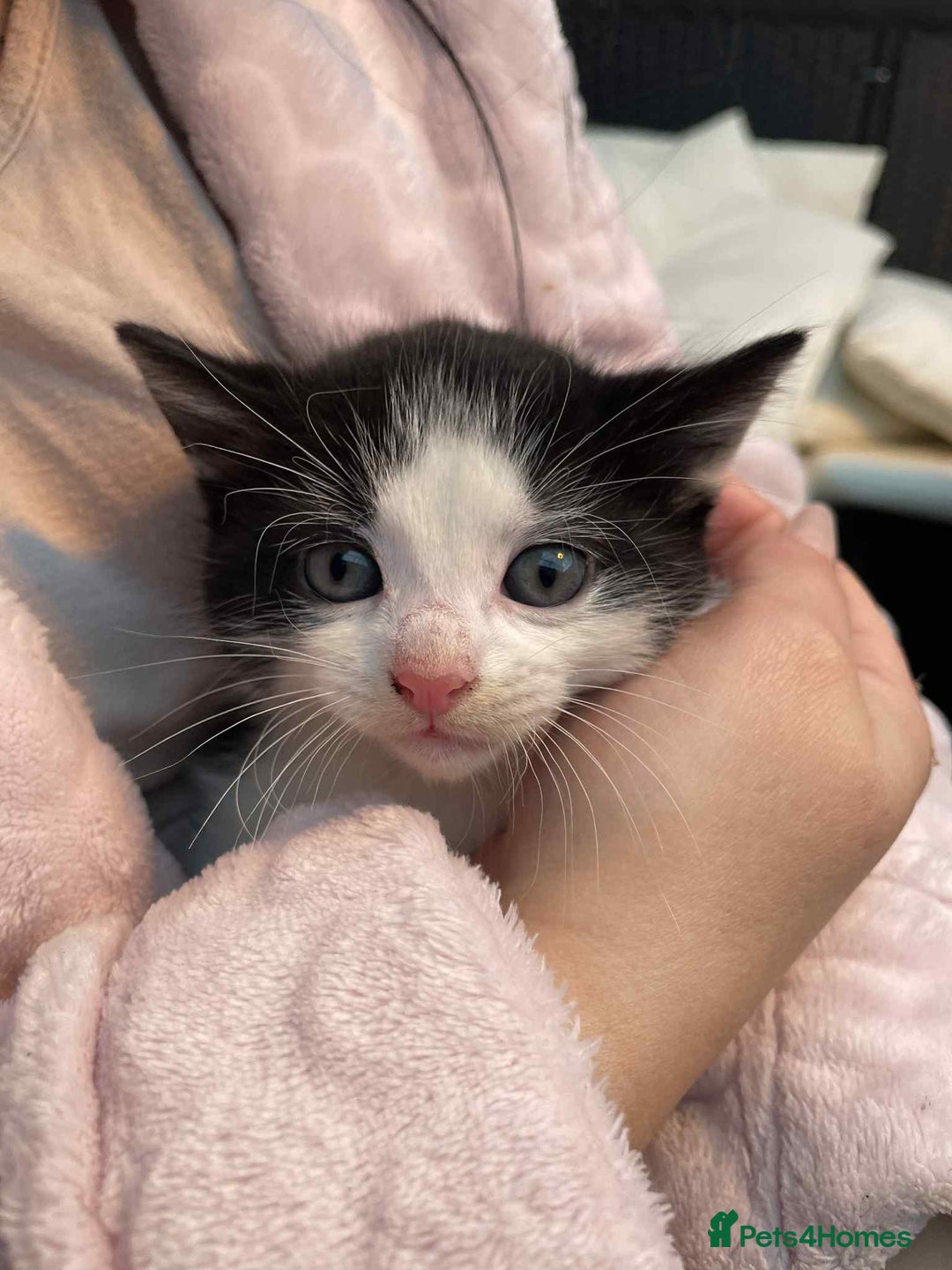 Mixed Breed cats for sale: 2 lovely girls for sale - Advert 9