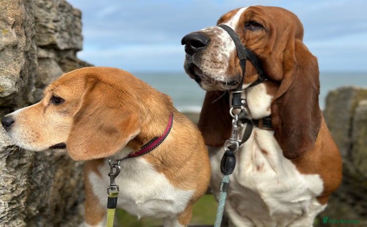 Basset Hound dogs Finnish dog - Advert 14