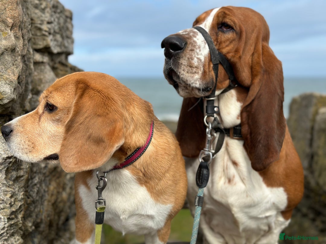 Basset Hound dogs for sale: Finnish dog - Advert 1