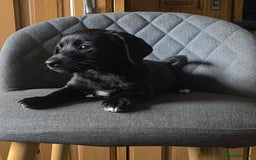 Mixed Breed dogs for sale: F1 Dachshund x Jack Russell  - Image 14